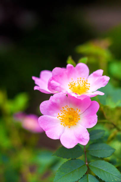 istock Flower of dog-rose closeup 657646854