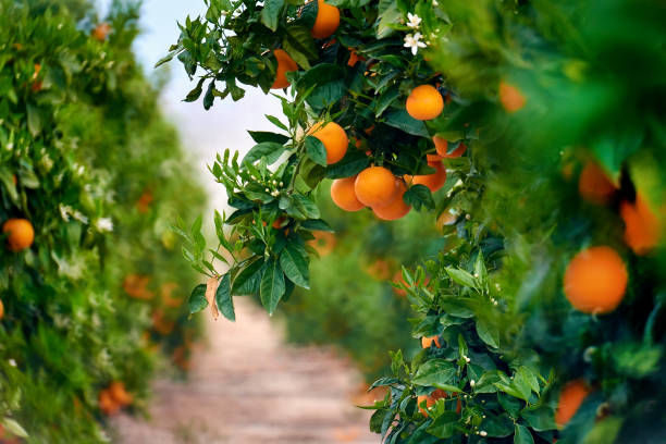 orange trees - citrus fruit imagens e fotografias de stock