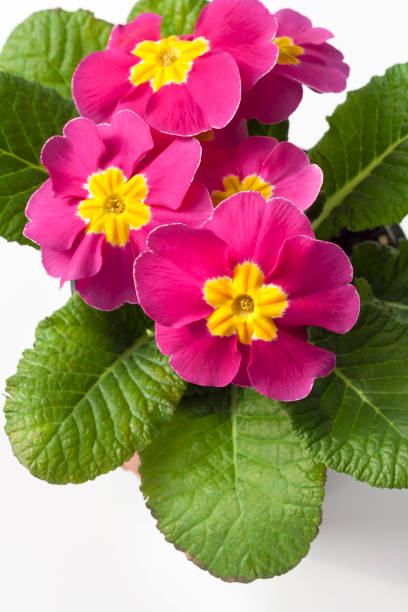 istock Pink Primula flower closeup on white background 657649590