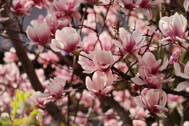 istock Magnolia bloom flowers. Spring season wallpaper background 657650908
