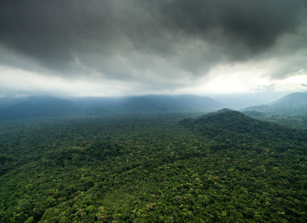 Aerial View of a Rainforest