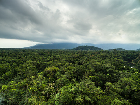 Aerial View of a Rainforest