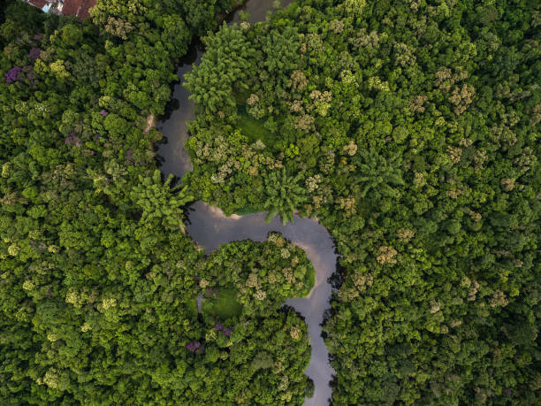 Aerial View of Rainforest in Brazil Aerial View of Rainforest in Brazil amazon river green stock pictures, royalty-free photos & images