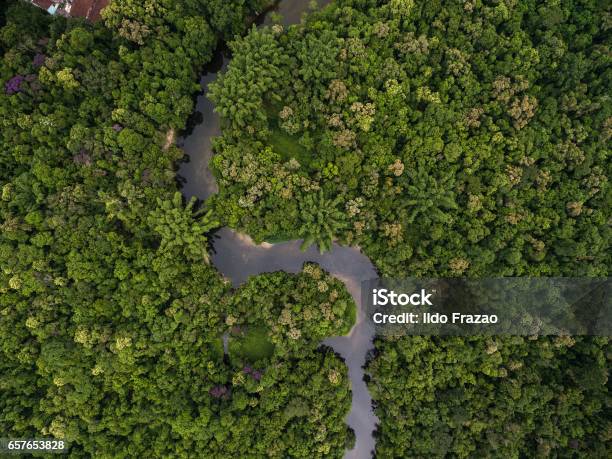 Aerial View Of Rainforest In Brazil Stock Photo - Download Image Now - Amazon Region, Forest, Aerial View