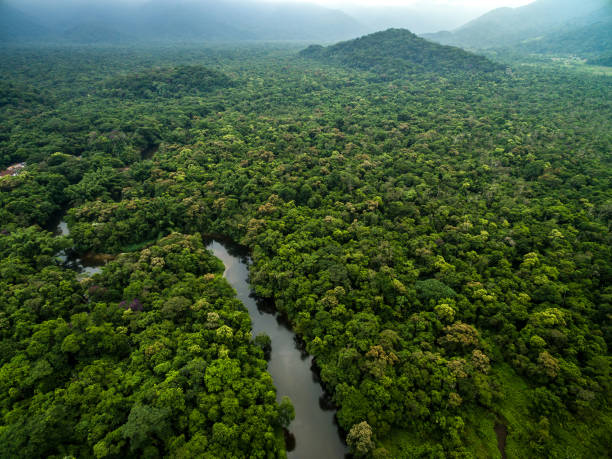 vista aérea de selva tropical en brasil - amazonas fotografías e imágenes de stock