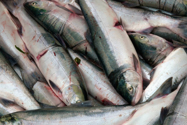 Several freshly caught sockeye salmon wating to be sold