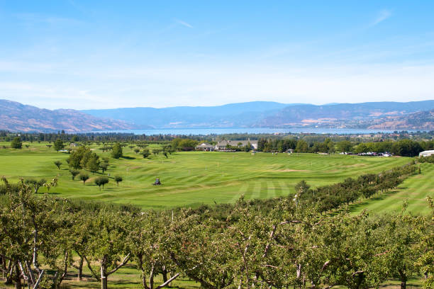 pole golfowe w dolinie okanagan - okanagan vineyard canada orchard zdjęcia i obrazy z banku zdjęć