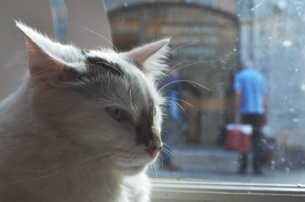 鼻に黒い斑点/パッチが付いている白猫 1 - mad expression image front view horizontal ストックフォトと画像