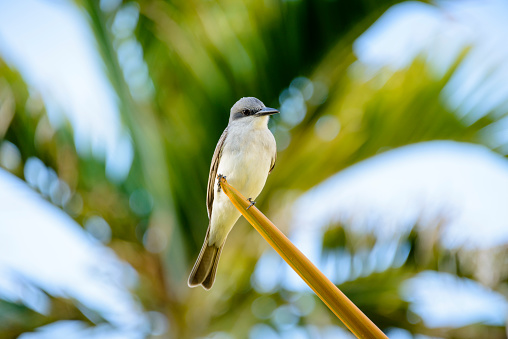 Gray Kingbird (Tyrannus dominicensis) with palm fronds in the background. Saint Kitts & Nevis. The gray kingbird or grey kingbird, also known as pitirre, petchary, or white-breasted kingbird (Tyrannus dominicensis) is a passerine bird.