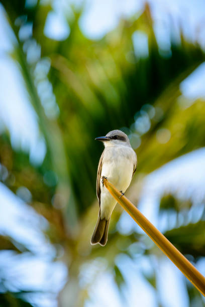 istock Gray Kingbird with palm fronds in the background. 657665924