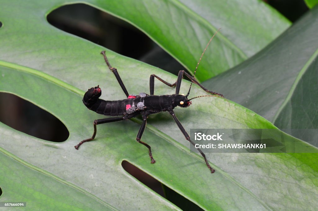 Olhos dourados vara inseto aka Peruphasma schultei - Foto de stock de Animal selvagem royalty-free