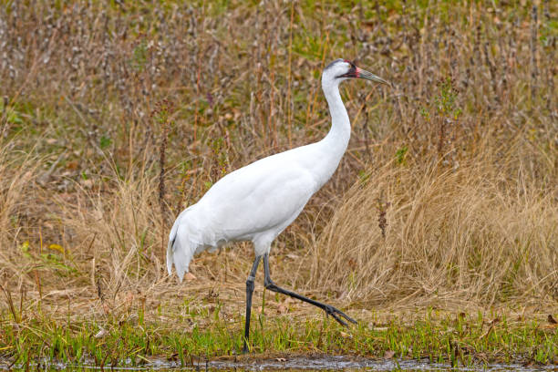Whooping Crane by a Wetland Pond Whooping Crane by a Wetland Pond at the International Crane Foundation near Baraboo, Wisconsin whooping cranes pics stock pictures, royalty-free photos & images