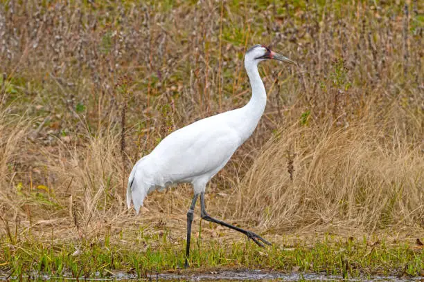 Whooping Crane by a Wetland Pond at the International Crane Foundation near Baraboo, Wisconsin