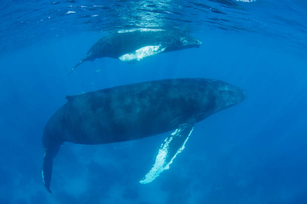istock Humpback Whales Rising to Surface of Caribbean 657672616