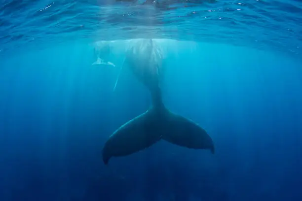 Photo of Humpback Whale Tail