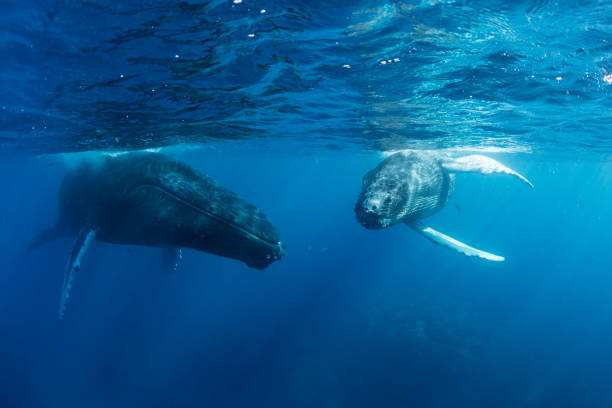 istock Calf and Mother Humpback Whales 657672868