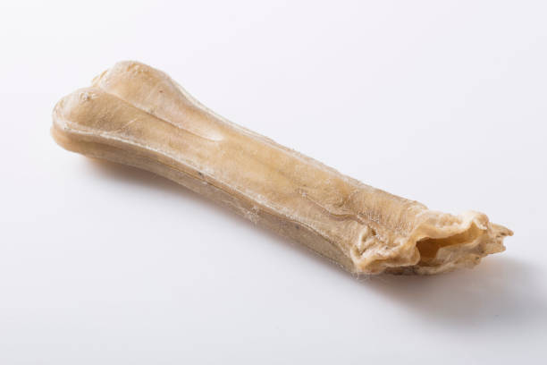 istock Eaten dog treat bone on background 657675900