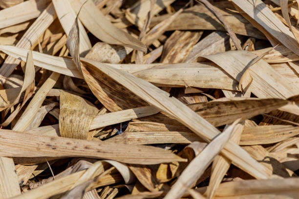 istock Dry bamboo leaves texture on the ground for background. 657676008