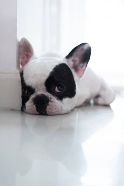 istock French bulldog lay on floor and looking 657679250