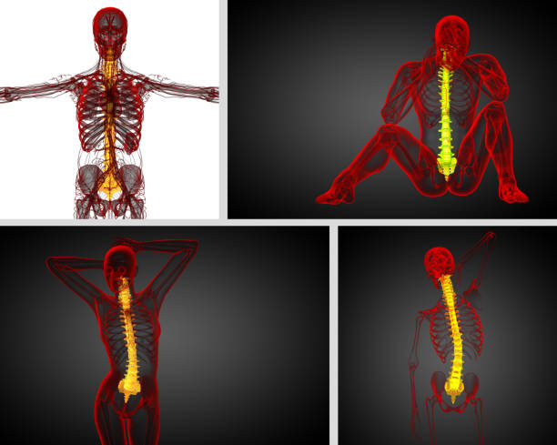 istock 3d rendering medical illustration of the human spine 657691836