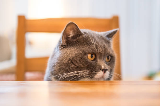 istock The British cat, shot in an indoor 657695186