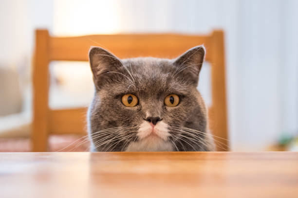 istock The British cat, shot in an indoor 657695190
