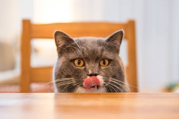 istock The British cat, shot in an indoor 657695192