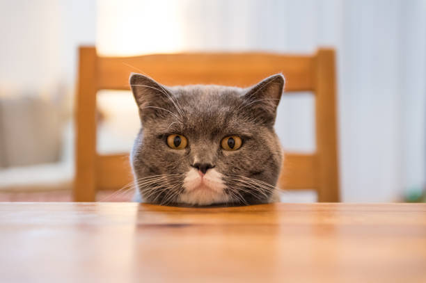 istock The British cat, shot in an indoor 657695198