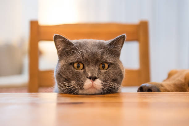 istock British cat and Golden Retriever,Indoor shooting 657695200