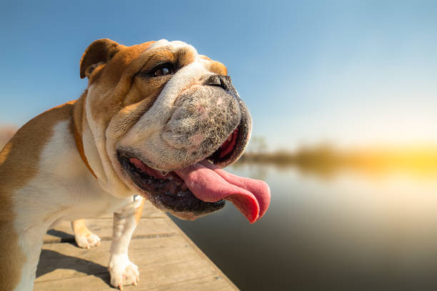 englische bulldogge steht auf dem dock - hintergrund - copy space - photography nature animals and pets beach stock-fotos und bilder