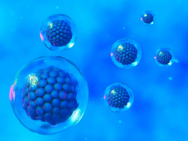 istock Early stage embryo , Stem cell research , Reproductive cloning 657695656