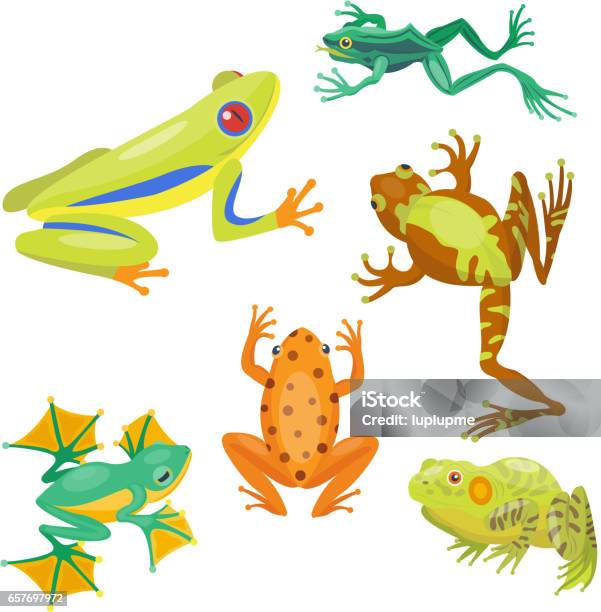 Grenouille Dessin Animé Cartoon Animal Tropical Nature Icône Mascotte Drôle Et Isolé Caractère Sauvage Forêt Drôle Crapaud Amphibiens Illustration Vectorielle Vecteurs libres de droits et plus d'images vectorielles de Amphibien