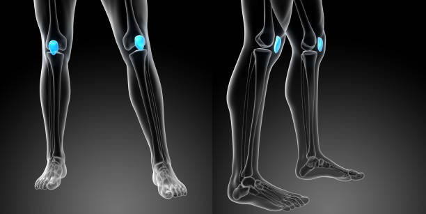 3D Rendering medizinische Illustration der Patella Knochen – Foto