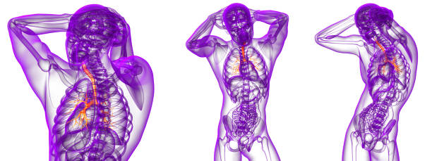 istock 3d rendering medical illustration of the bronchi 657701686