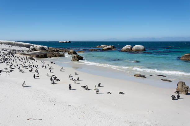 istock Boulders penquin colony at Simonstown 657702256