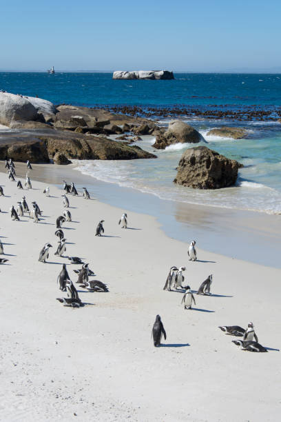 istock Boulders penquin colony at Simonstown 657704868