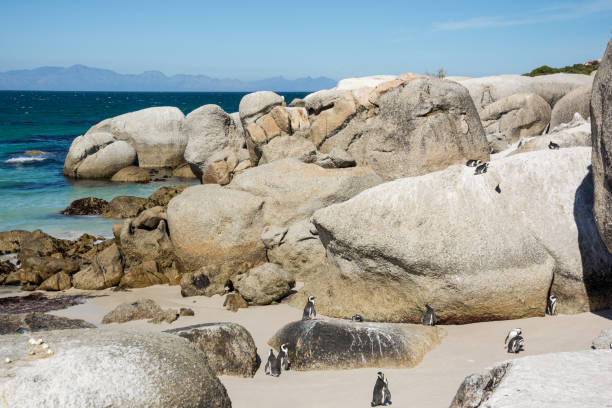 istock Boulders penquin colony at Simonstown 657705184