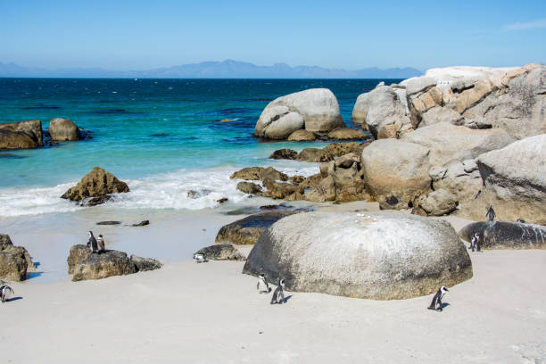 istock Boulders penquin colony at Simonstown 657705228
