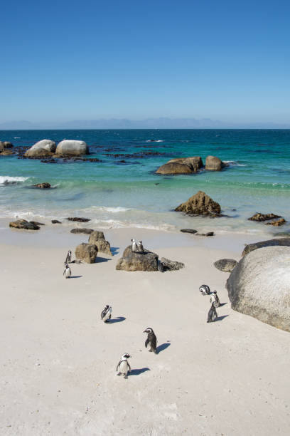 istock Boulders penquin colony at Simonstown 657705260