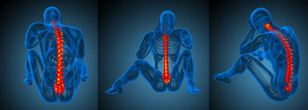 3d rendering medical illustration of the human spine