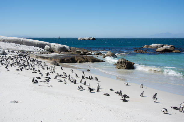 istock Boulders penquin colony at Simonstown 657705602