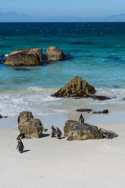 istock Boulders penquin colony at Simonstown 657707934