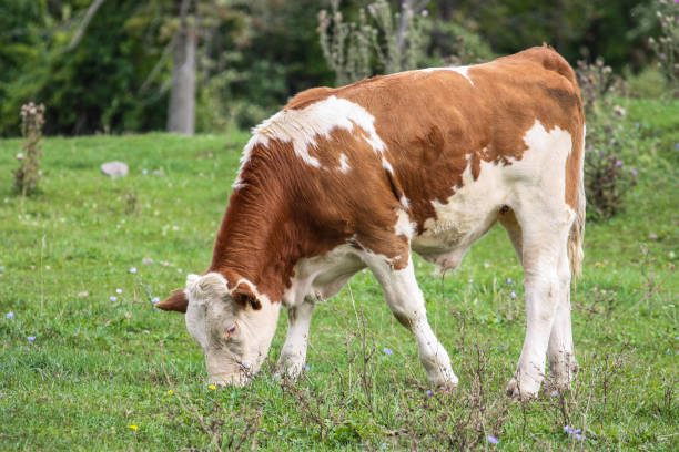 istock cow eating grass in a field 657711198