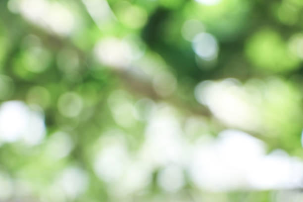 istock Natural green blurred background 657711498