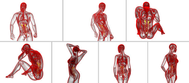 istock 3d rendering medical illustration of the ureter 657714228