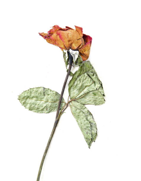 istock Dried rose, old rose isolated on white 657721242