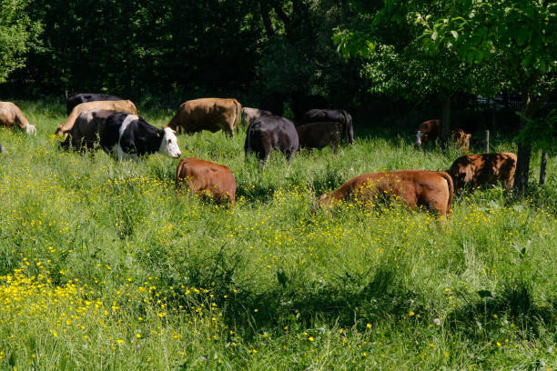 istock happy cows green grass in spring in germany 657723964