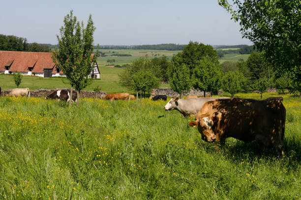 istock happy cows green grass in spring in germany 657723980