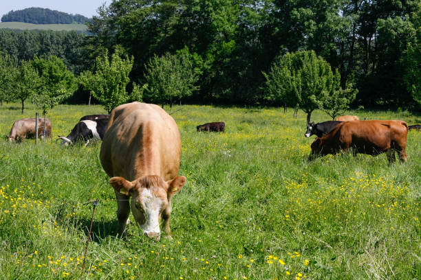 istock happy cows green grass in spring in germany 657724134