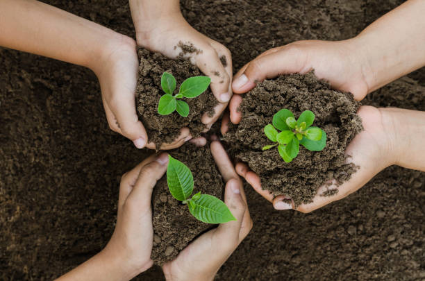 Growing concept eco Group hand  children planting together Growing concept eco Group hand  children planting together on soil backgroud environment day stock pictures, royalty-free photos & images